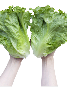 【生菜种籽大全】四季都能种的菜