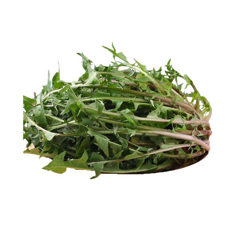 蒲公英新鲜包邮现挖山野菜婆婆丁