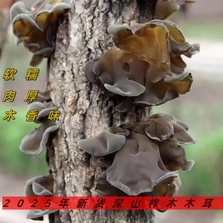东北长白山深山木耳干货肉厚无根新货山货东北正品东北黑木耳