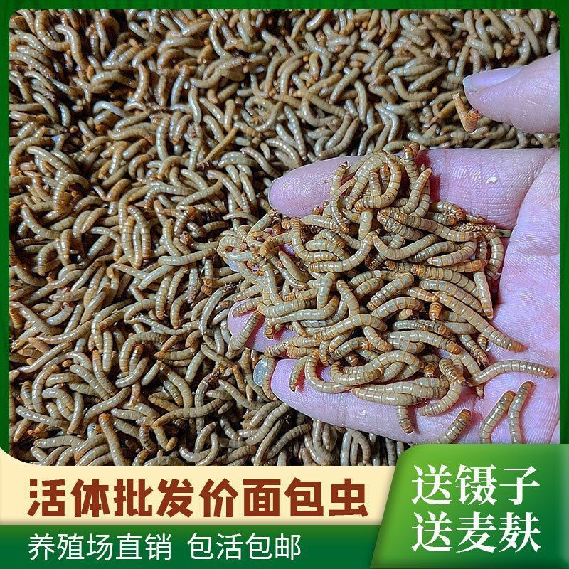 新款面包虫活物活虫黄粉虫金龙鱼乌龟仓鼠大麦虫画眉鸟食幼虫钓鱼