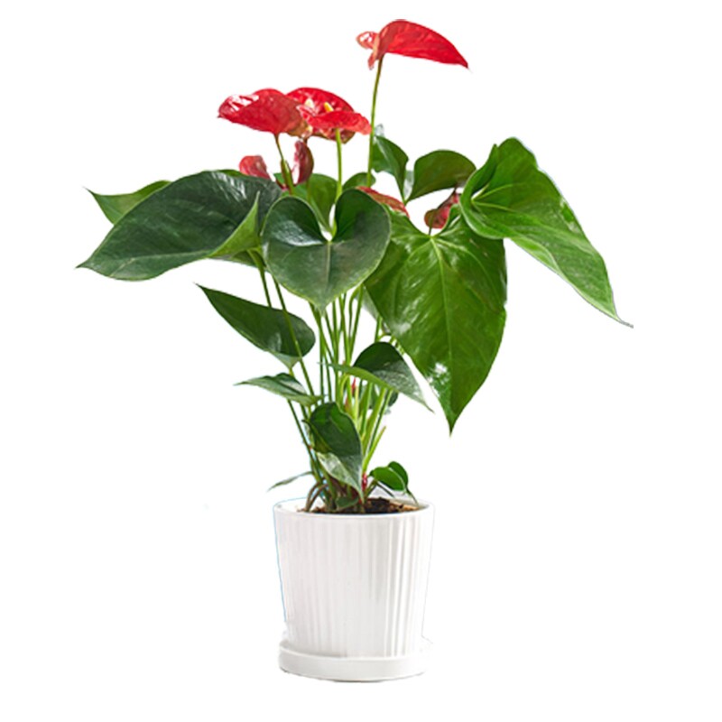 红掌鸿运当头大型绿植一帆风顺室