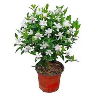 小叶栀子花苗带花苞丛生大叶牡丹阳台花卉室外庭院四季盆栽植物