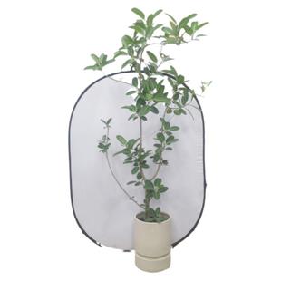 造型高山榕大型盆栽孟加拉榕室内绿植净化空气客厅办公室阳台植物