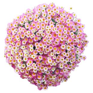 海蒂的花园球菊洋菊切花菊玛格丽特大菊花苗盆栽阳台庭院传统花卉