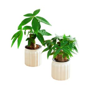 发财树小盆栽水培植物室内好养办公室桌面绿植招财树禄植好养易活