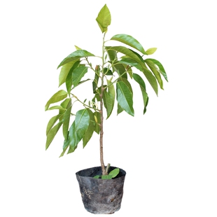 白兰花树苗黄角黄桷白黄玉兰