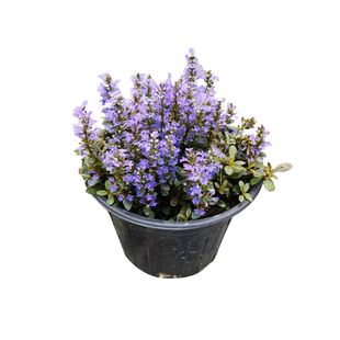 多花筋骨草盆栽大苗庭院观花绿植多年生宿根地被耐寒耐热花镜植物