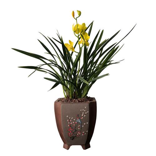 径里 兰花苗 建兰 皇妃浓香花卉绿植盆栽四季兰 阳台客厅观花植物