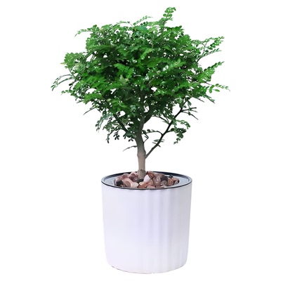 清香木盆栽正宗老桩叶子树苗盆景可食用室内驱蚊植物小苗绿植商用