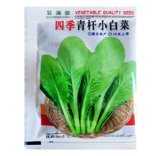 四季青杆小白菜种孑速生白菜种子无毛刺高产春夏秋冬四季蔬菜种籽