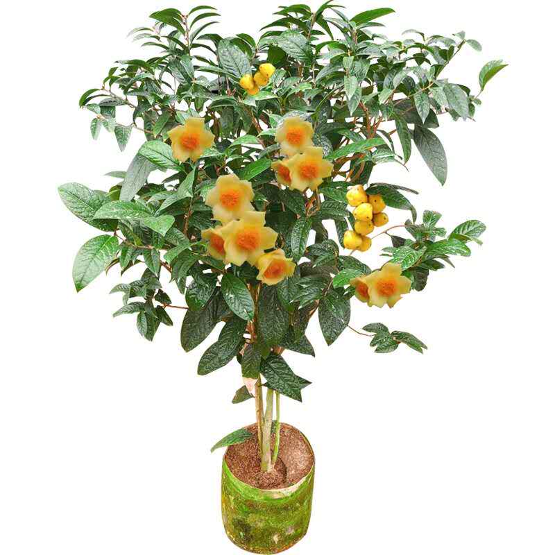 黄樽金花茶原生嫁接树苗精品盆栽名贵珍稀山茶花品种庭院阳台花卉