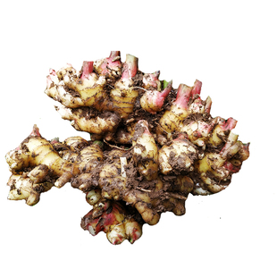 犍为生姜 黄口姜 四川乐山小黄姜 现挖新姜 道地四川干姜鲜姜