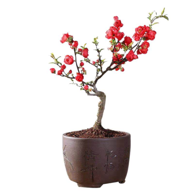 树苗海棠花盆栽西府老桩垂丝海棠中型庭院盆景复色海棠阳台包邮