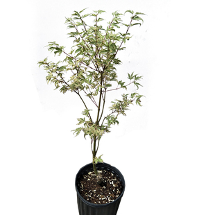 花叶品种 蝴蝶锦 阳台 盆栽 花园地栽绿植 枫树