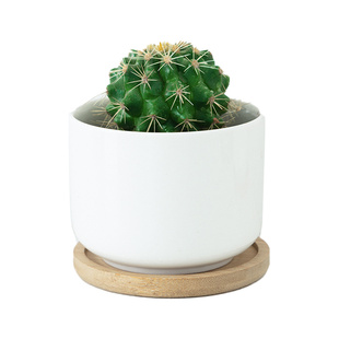 仙人球仙人掌盆栽室内客厅办公室好养活桌面多肉植物四季绿植金虎