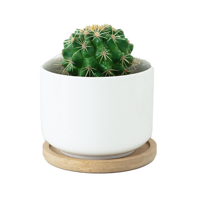 仙人球仙人掌盆栽室内客厅办公室好养活桌面多肉植物四季绿植金虎