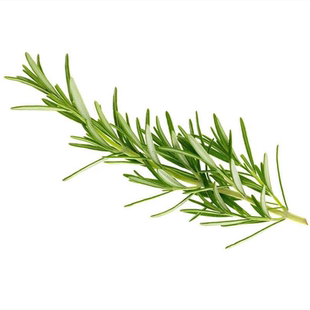 新鲜马鞭草酮迷迭香枝条迷失香百里香煎 牛排用食用香料蛋糕装饰