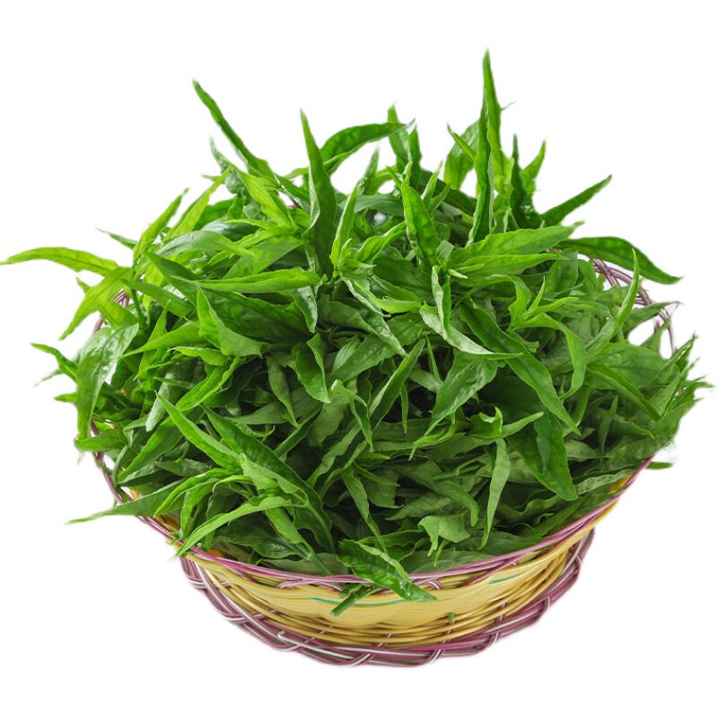 现摘新鲜忧遁草鳄嘴花干叶粉剂自花盆