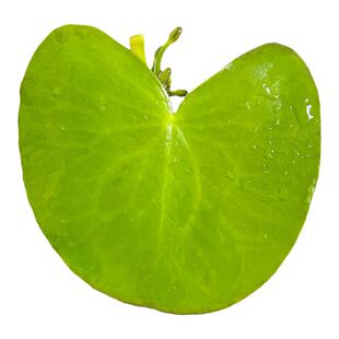 一叶莲水培植物碗莲室内阳台四季开花浮萍好养活鱼缸水生庭院花盘