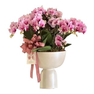 大惠兰银柳冬青蝴蝶兰新年宵花福桶轻奢客厅插花花器盆栽盆景花盆