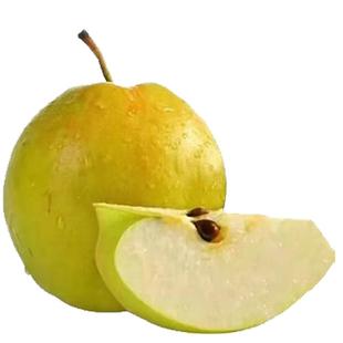 隰县玉露香梨山西玉露香梨山西特产皮薄肉厚超甜脆原产地发货