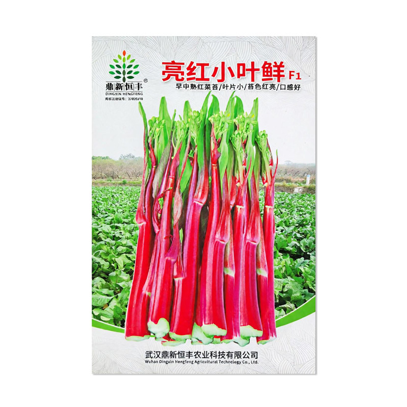 鼎新恒丰亮红小叶鲜红菜苔种子