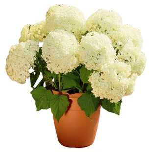 虹越乔木绣球花苗盆栽迷你贝拉少女阳台花园庭院阳台耐寒易养大花