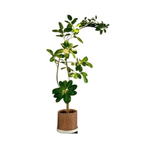 网红孟加拉榕盆栽大型绿植黄金榕高山榕树室内客厅落地橡皮面包树