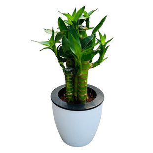 富贵竹盆栽室内转运竹招财竹观音竹办公桌面客厅绿植四季常青花卉