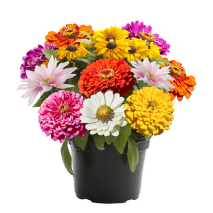 百日草花籽七彩重瓣百日菊花籽种四季播种野花组合庭院道路花种子