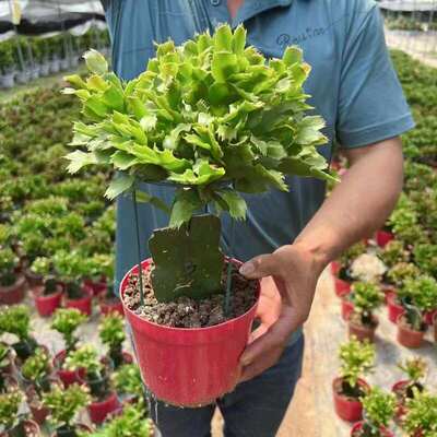 嫁接好的三色蟹爪兰蟹爪卉植物室内阳台绿植三角柱多肉盆栽办公室