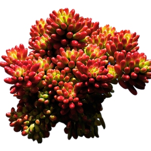 转运珠老桩云南多肉组合盆栽新手好养皮实招财室内盆栽摆放纳福