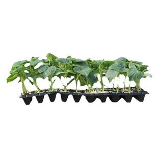 春季蔬菜苗秧大全菜苗秧苗番茄黄瓜辣椒西瓜茄子甜瓜圣女果苗批发