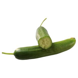 老品种黄瓜苗带土嫁接水果玉女小青瓜秧苗种子种籽盆栽四季阳台