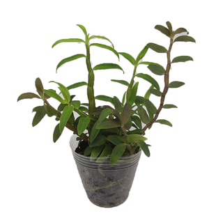 铁皮石斛苗种苗红杆2年驯化苗绿植盆景【紫砂盆栽】室内绿植种植