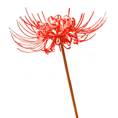 红花石蒜种球曼殊沙华虹越彼岸花换锦曼珠沙华忽地笑龙爪花卉现货
