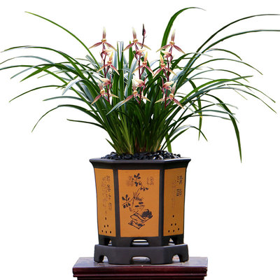 正品春兰春丽细叶红花带花好养香