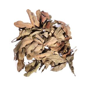 老渔匠龙眼叶养乌龟专用南美缸造景装饰冬眠树叶斗鱼休息叶躲避屋