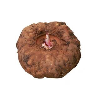 云南生魔芋新鲜现挖现发豆腐灰菜现挖农家自种10斤