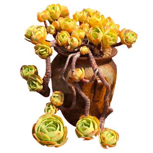 鸡蛋碧桃一物一拍向阳派桃花石多肉植物老桩精品露养阳台趣味