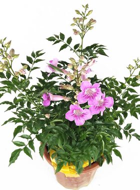 粉凌霄盆栽紫云藤耐热耐寒花期长