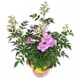 粉色凌霄花 紫云藤盆栽非洲凌霄苗 爬藤耐寒阳台庭院植物当年开花