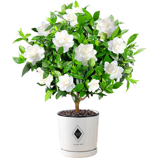 栀子花盆栽植物室内阳台花卉老桩好养易活枝枝花树苗净化空气绿植