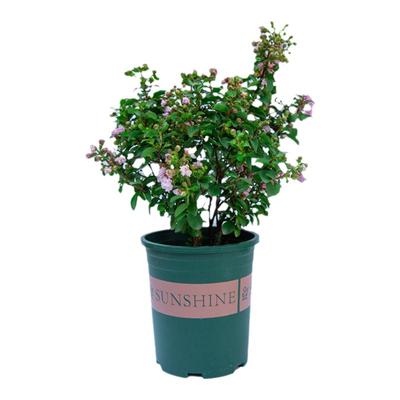 紫薇室内阳台室外庭院好养植物