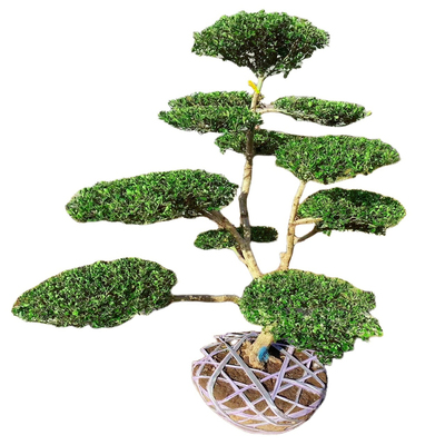 自欣瓜子黄杨好养室外植物