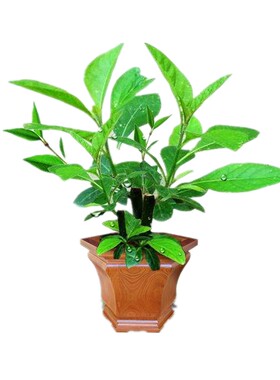 绿植正宗木苗四季庭院包邮南非叶