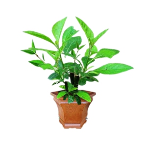 绿植正宗木苗四季庭院包邮南非叶