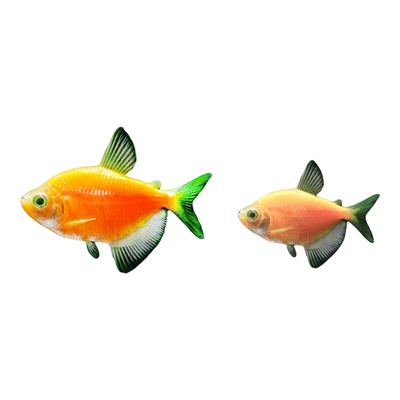 特大号彩色天使鱼观赏鱼活鱼混色批发群游热带鱼小型淡水好养耐活