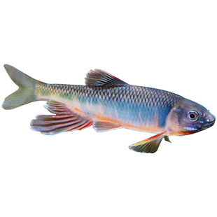 中国原生溪流鱼宽鳍鱲马口长鳍鱲淡水冷水鱼苗观赏鱼鳍鱲类高屏躐