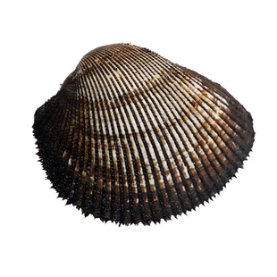 大连大赤贝海鲜水产贝类鲜活新鲜大毛蚶野生毛蛤血蛤日料刺身一斤